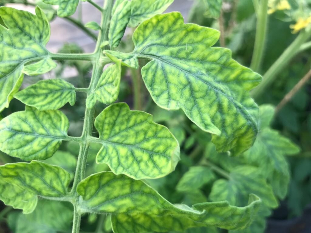 tomato leaf curl treatment India
