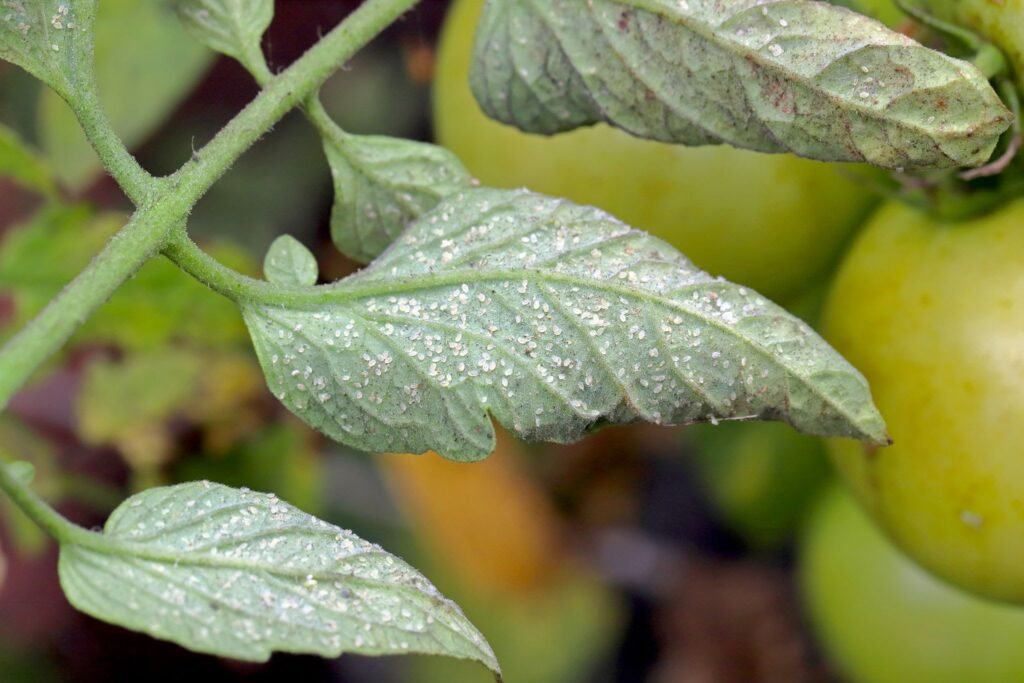 tomato leaf curl treatment India - white fly infection