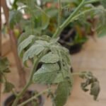 Whiteflies on Chilli and Tomato Plants