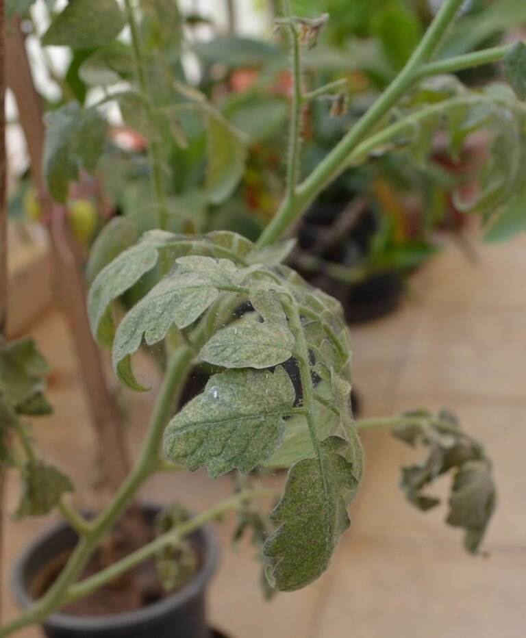 Whiteflies on Chilli and Tomato Plants