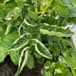 tomato leaf curl treatment India