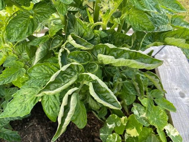 tomato leaf curl treatment India
