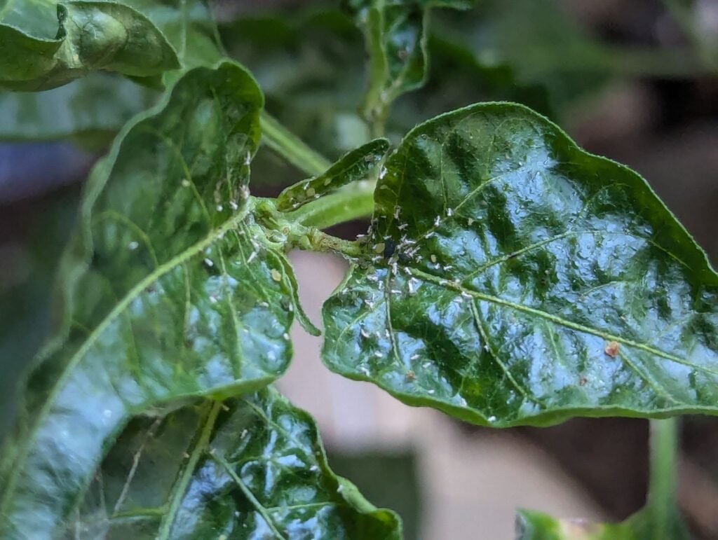 Whiteflies on Chilli and Tomato Plants