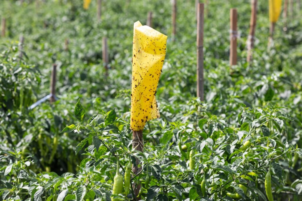 Whiteflies on Chilli and Tomato Plants