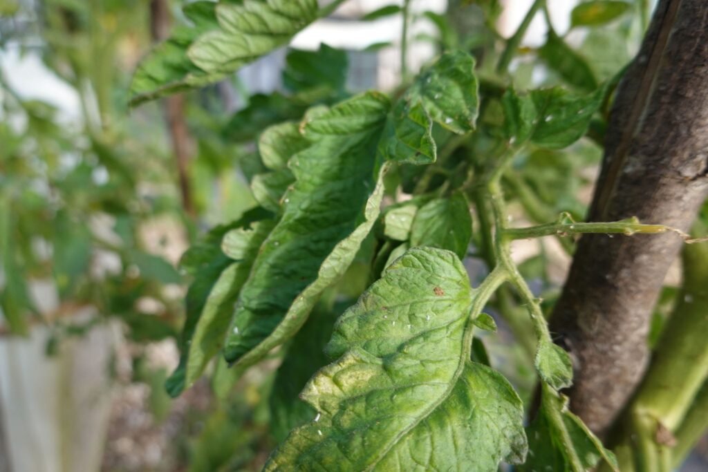 Whiteflies on Chilli and Tomato Plants