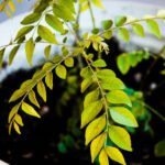 Yellow leaves on curry leaf plant growing in an Indian balcony
