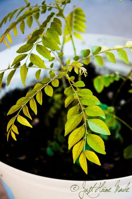 Yellow leaves on curry leaf plant growing in an Indian balcony