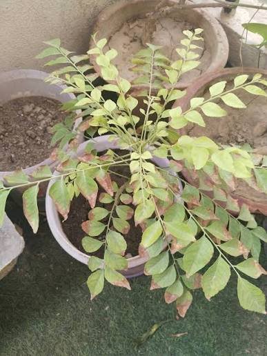 Yellow Leaves on Curry Leaf Plant