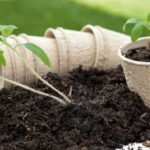 Soil pH for Vegetables in India