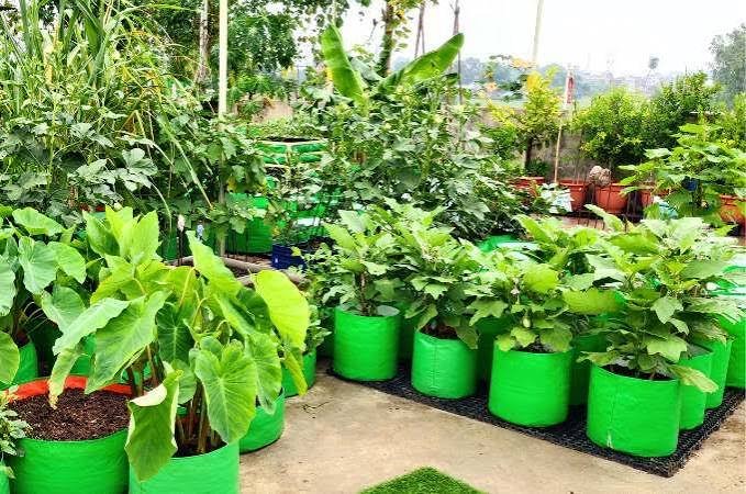 grow bag size chart for Indian vegetables