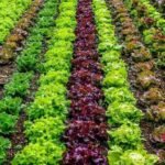 vegetable sowing depth chart India