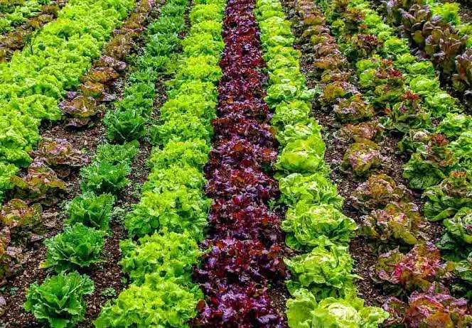 vegetable sowing depth chart India