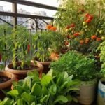 bengaluru kitchen garden calendar