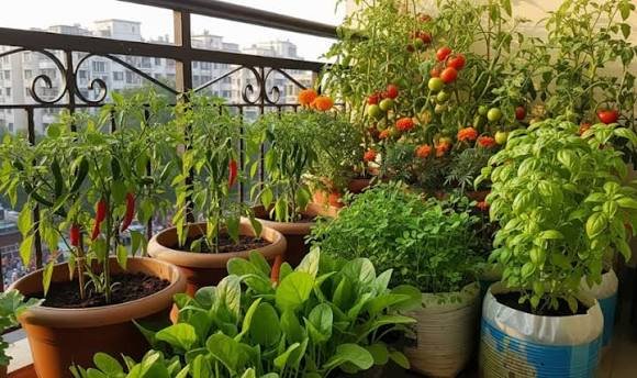bengaluru kitchen garden calendar