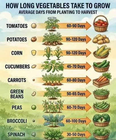 Bengaluru kitchen garden calendar
