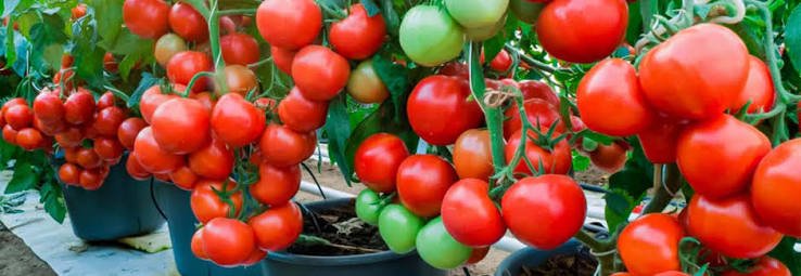 Bengaluru kitchen garden calendar